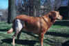 Bo Standing a Few weeks after surgery (03-2001).JPG (163590 bytes)