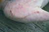 Bo's Suture a few days after stitch Removal 1 (02-2001).JPG (90301 bytes)